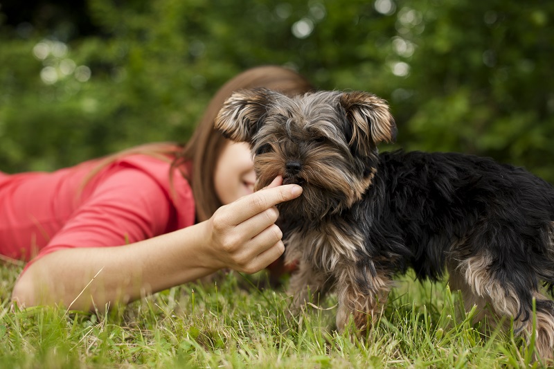 Przysmaki dla psów – jak wybrać te, które najbardziej będą mu smakować?